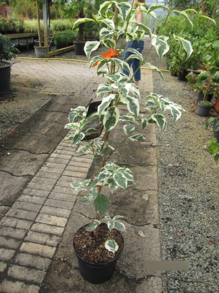 Cornus kousa Peve Sammy - Japanischer Blumenhartriegel - 100-120cm